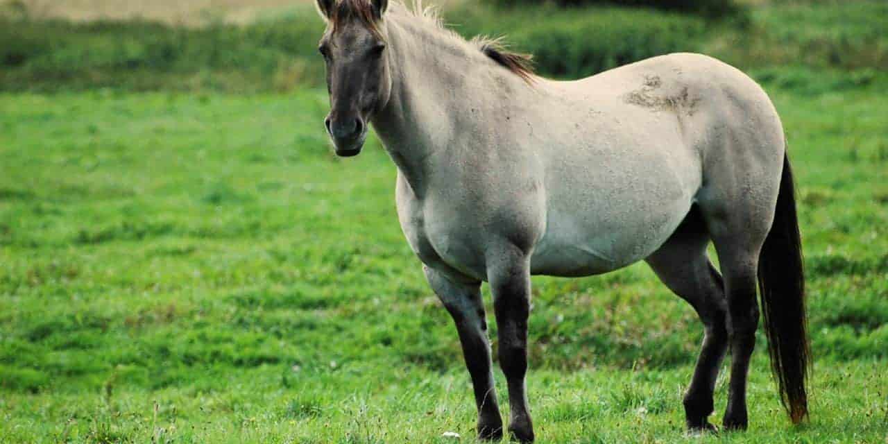 Common Equine Abortion Causes Reviewed