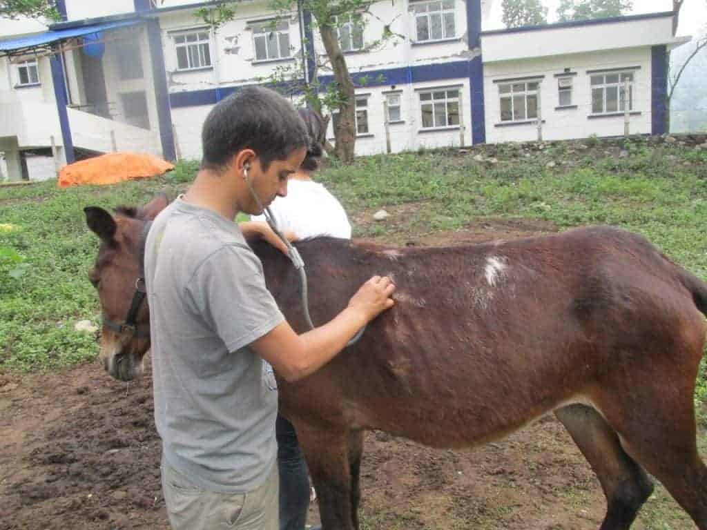 The Brooke Helps Horses in Nepal Following Earthquake