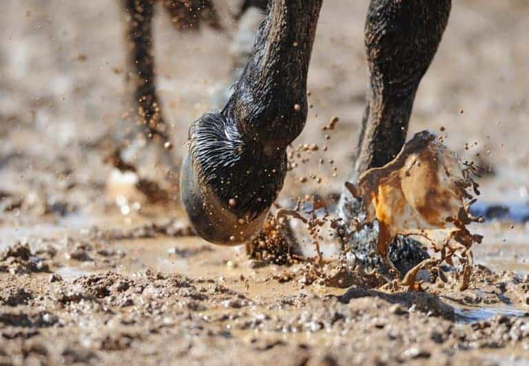 The Trouble With Mud