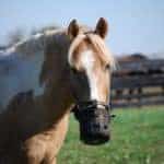 Tips for a Successful Spring Turnout