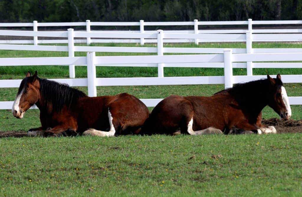 Device for Studying Horses' Lying Down Behavior Tested