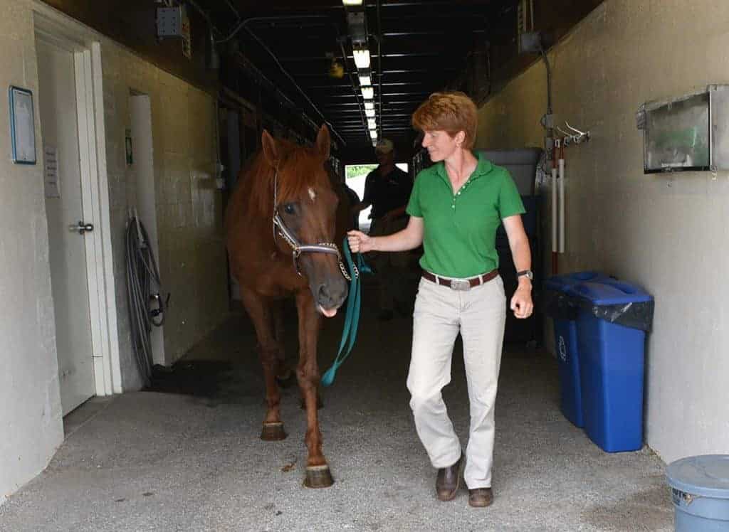 Researchers Study Equine Blood Transfusions