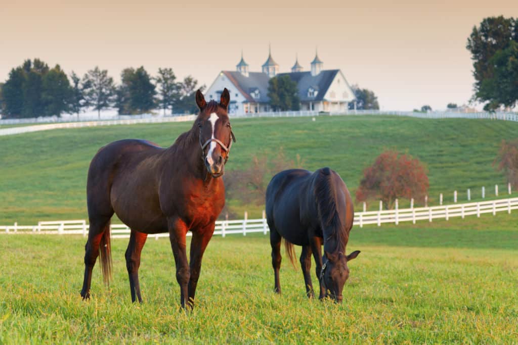 horses in pasture with barn in background
