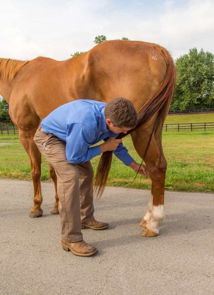 Consider SDFT Attachment Problems in Lame Horses