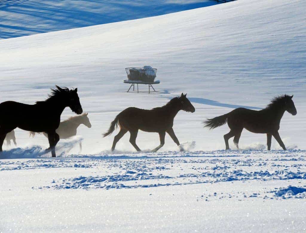 Winter Storms Challenge Barn