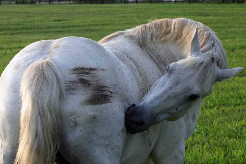 horse scratching an itch; equine self-mutilation