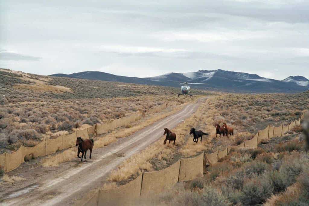 BLM Nevada Gather