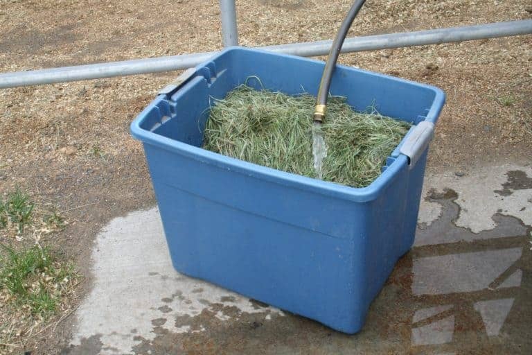 Hay Soaking