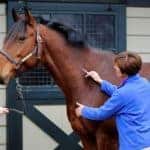 Preventing Problem Behaviors During Veterinary Procedures