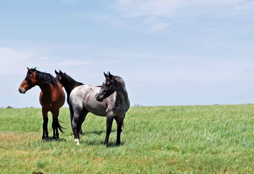 government shutdown; BLM Mustangs in Long-Term Holding Pasture