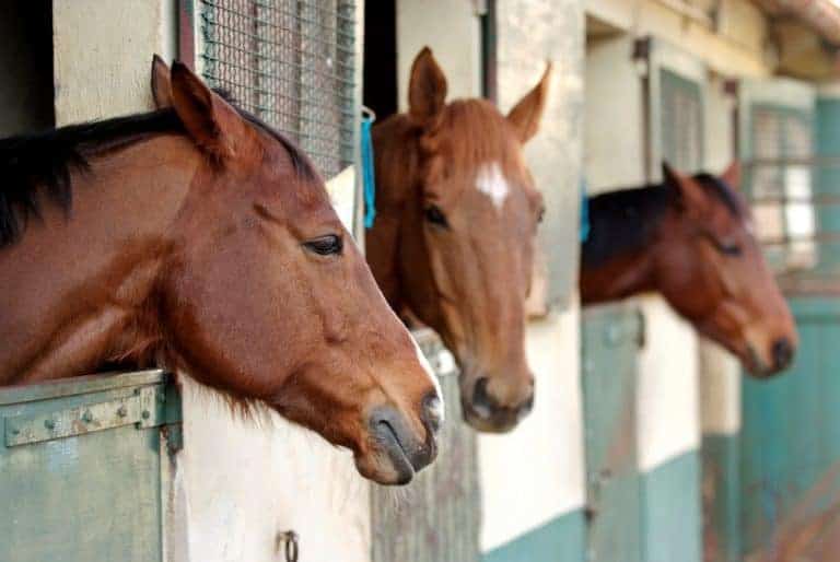 Hard to Stomach: Equine Gastric Ulcer Syndrome