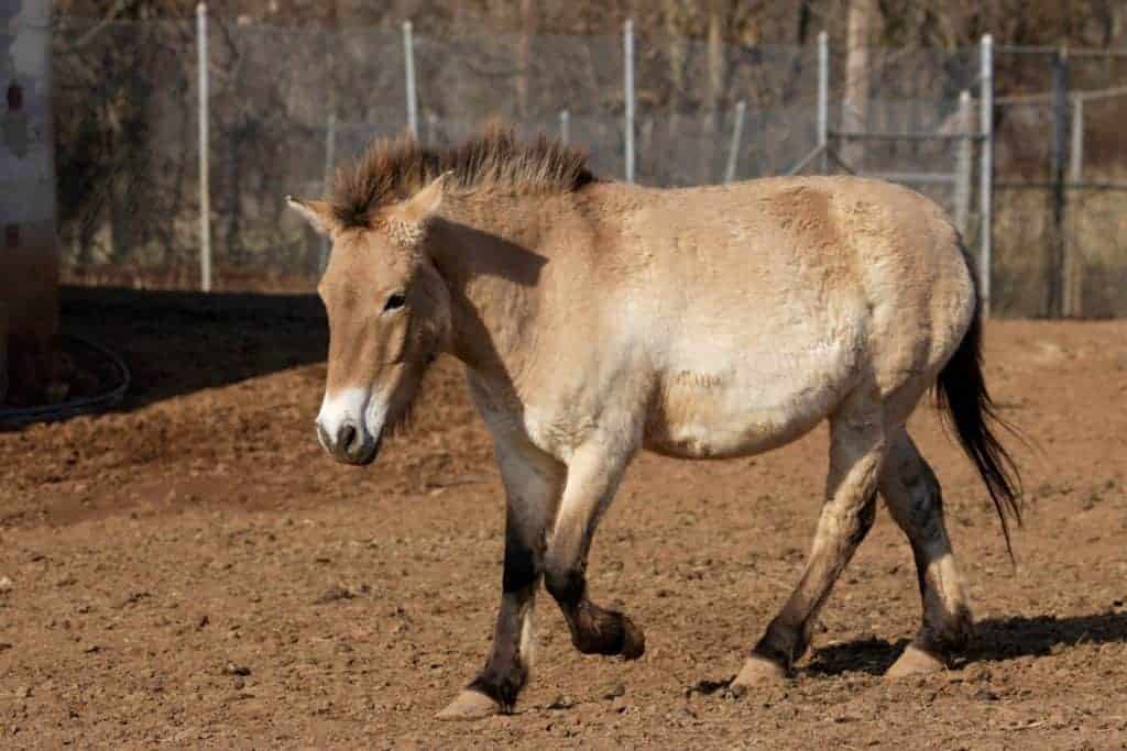 Przewalski's Horse Maja Dies