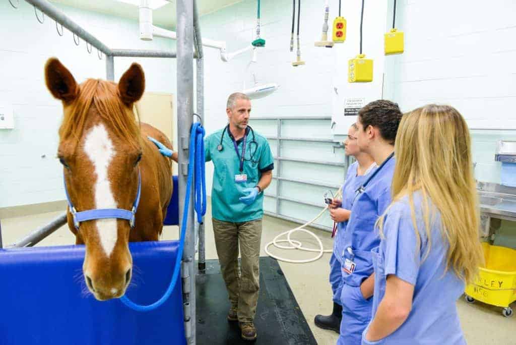 UC Davis Equine Researchers Tackling Coronavirus