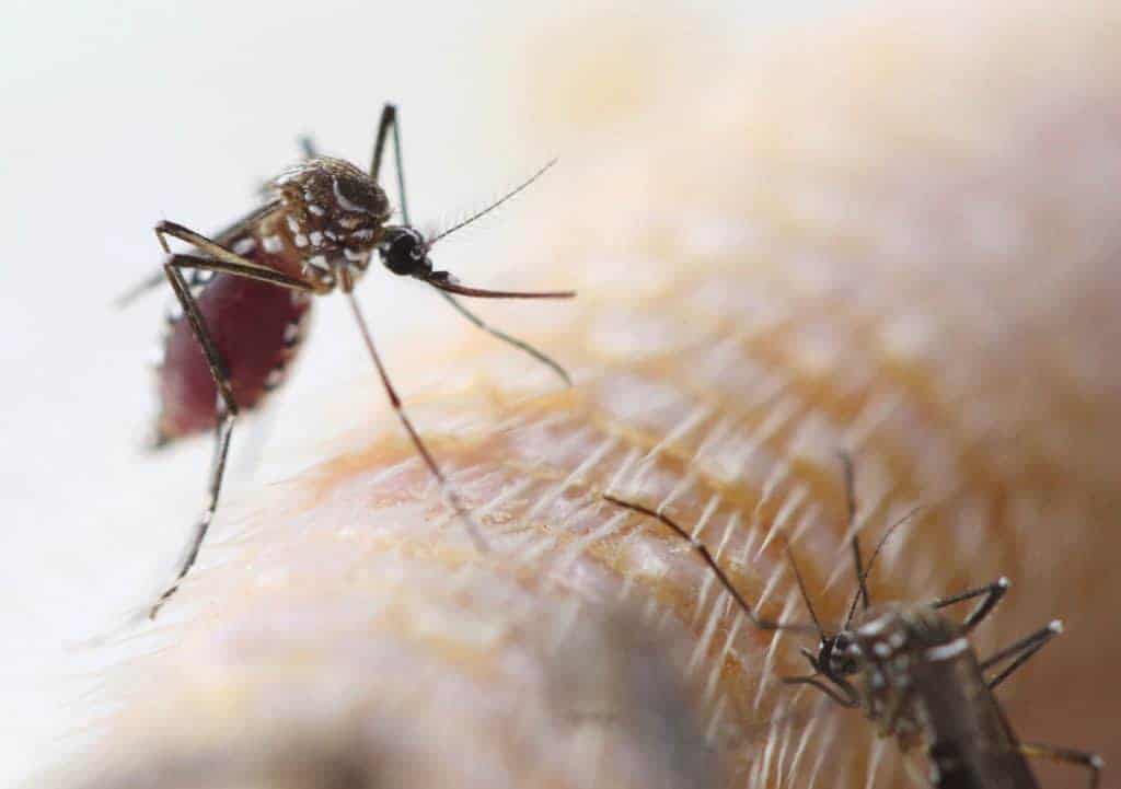 Mosquito
