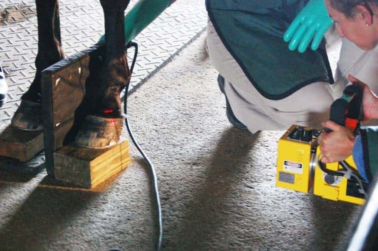 How Veterinarians Evaluate Horses With Laminitis