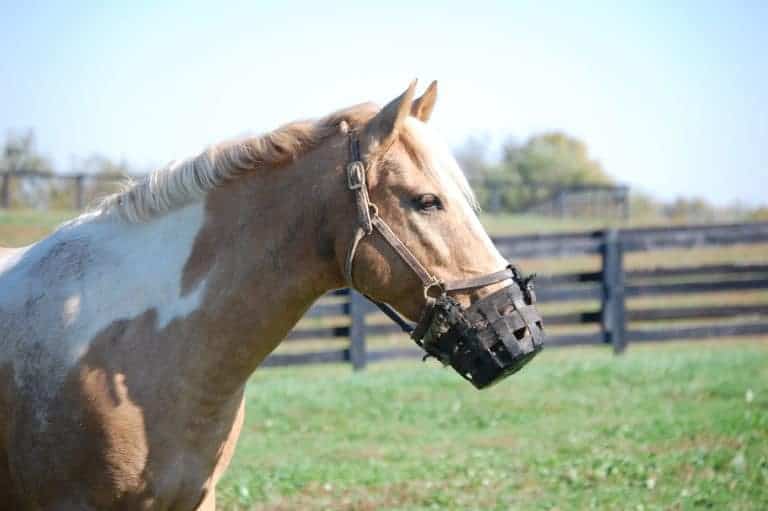 horse in muzzle (horizontal)