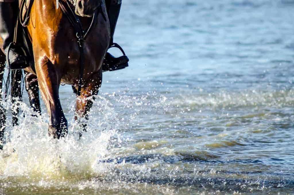 Poll Recap: Horses and Water Crossings