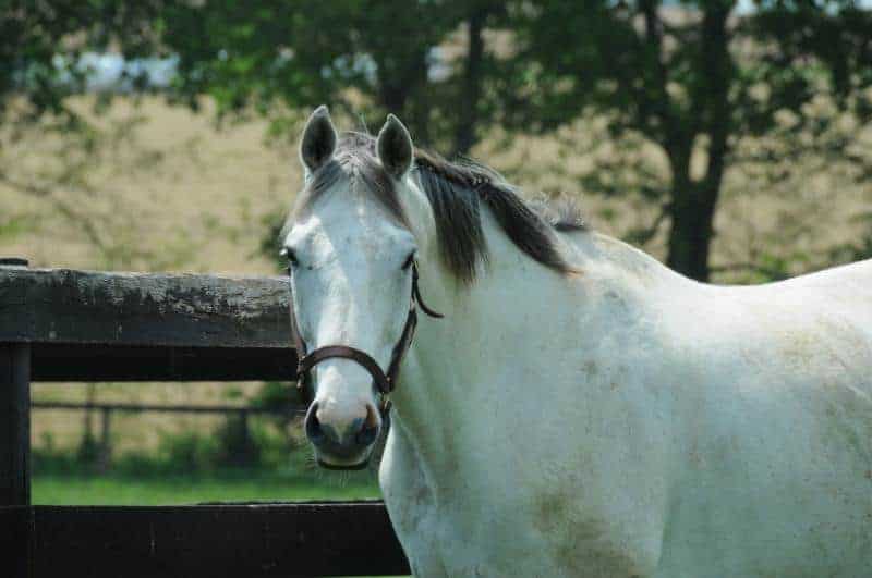 Stakes Winner Diamond Stripes Euthanized
