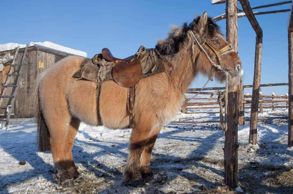 Scientists Study Rapidly Adaptive Horse Breed