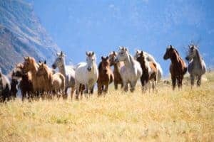 Herd of Mustangs