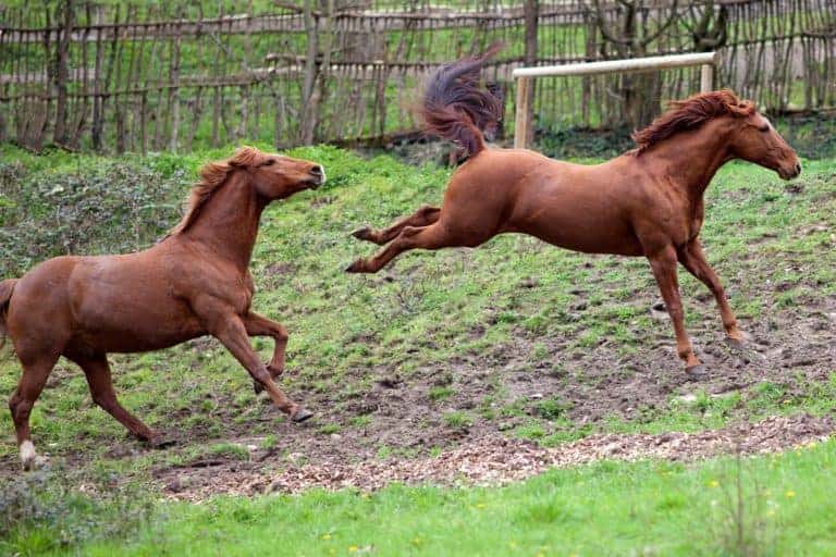 Study Confirms Kicks From Shod Horses Can Damage Bone