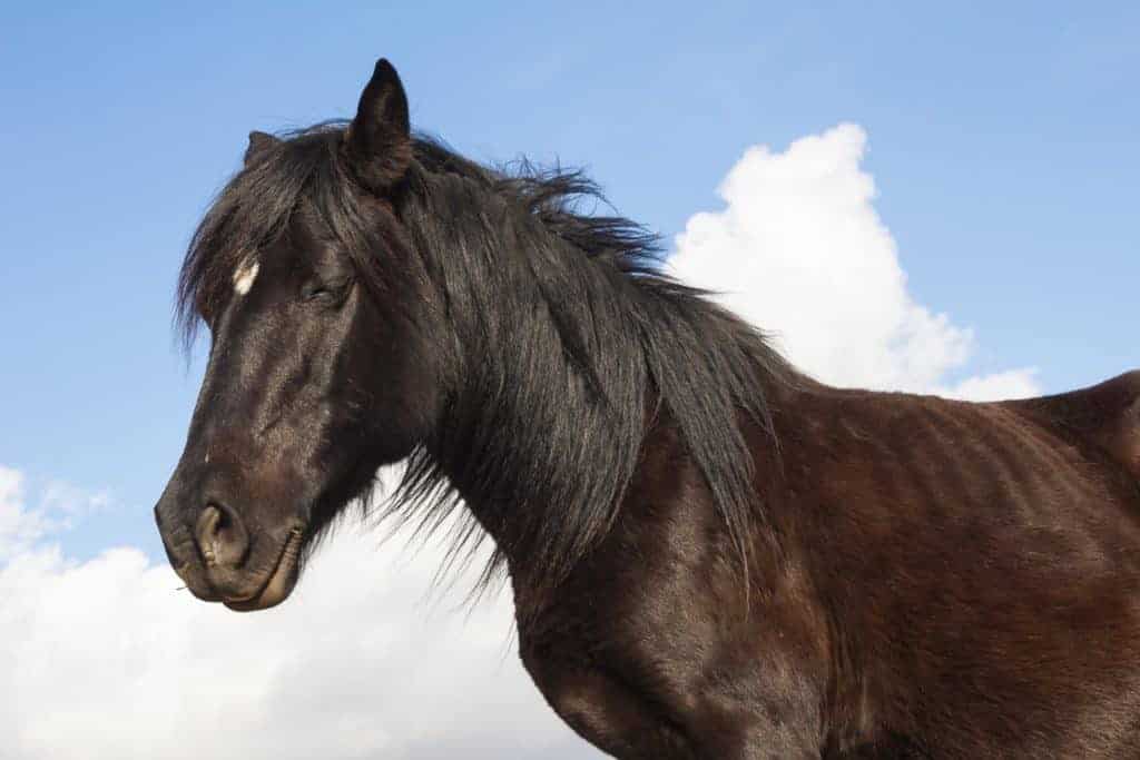 The Horse at Home is Still at Risk for Ulcers