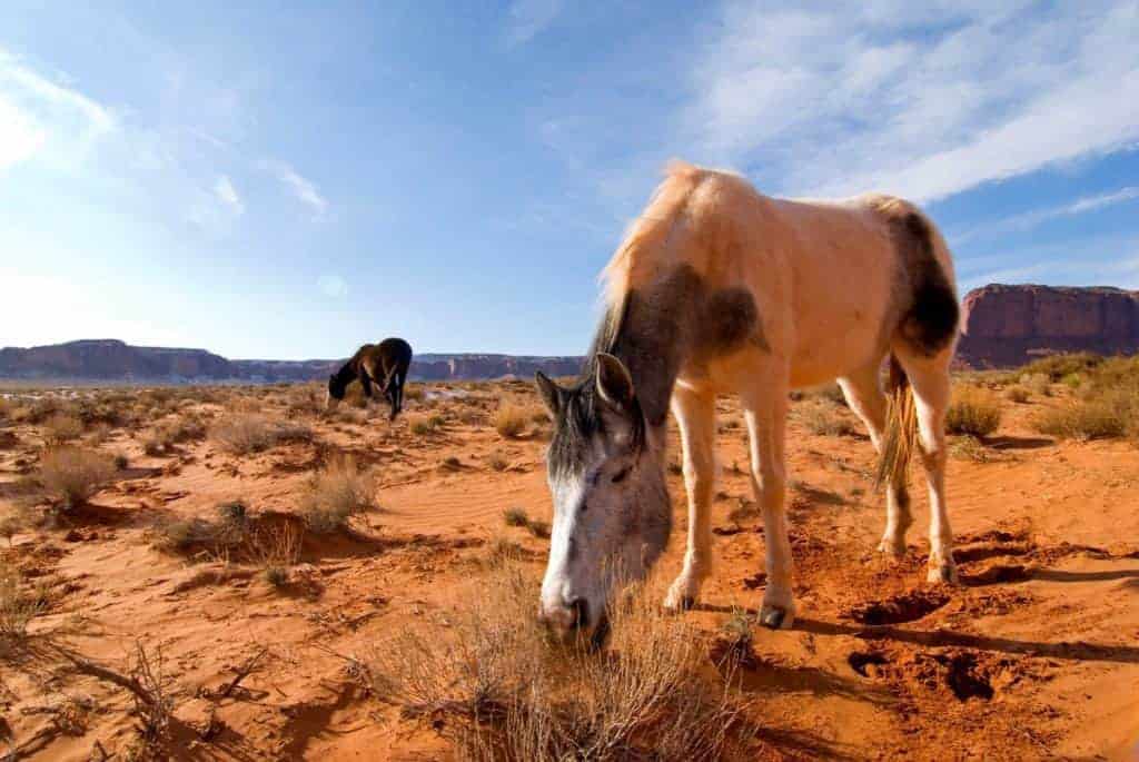 Navajo Nation Exploring Wild Horse Management Plan