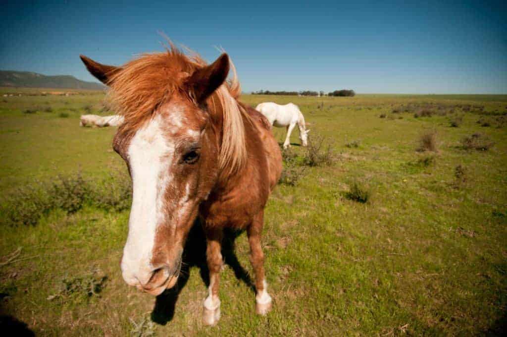 Does a Senior Horse Have Special Vaccination Needs?