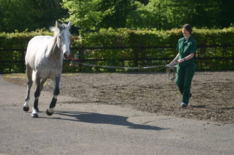 Limb Sensors for Equine Diagnostics