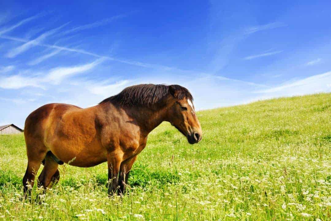 Top Tips for Safe Equine Weight Loss The Horse