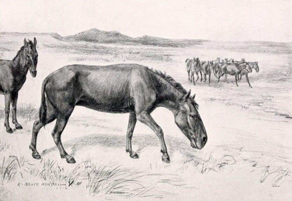 Hippidion