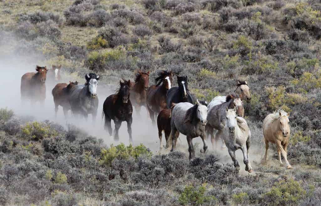 BLM Wyoming Releases Fall 2017 Horse Gather Schedule