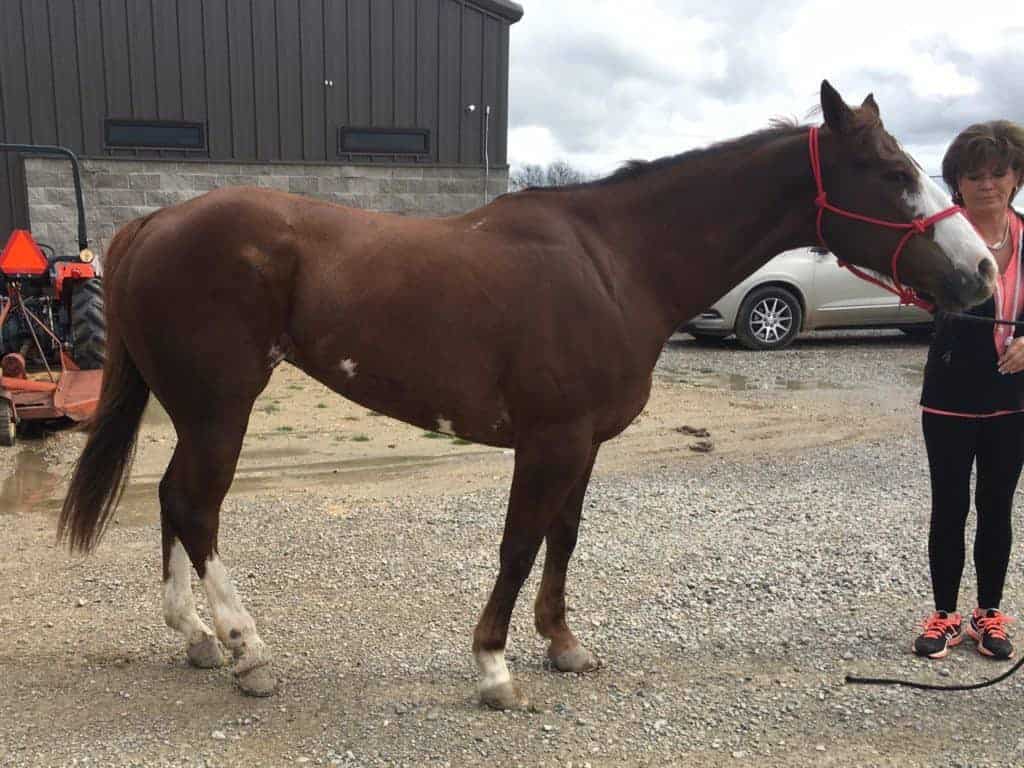 Texas Authorities Seek Owner of Abandoned Mare