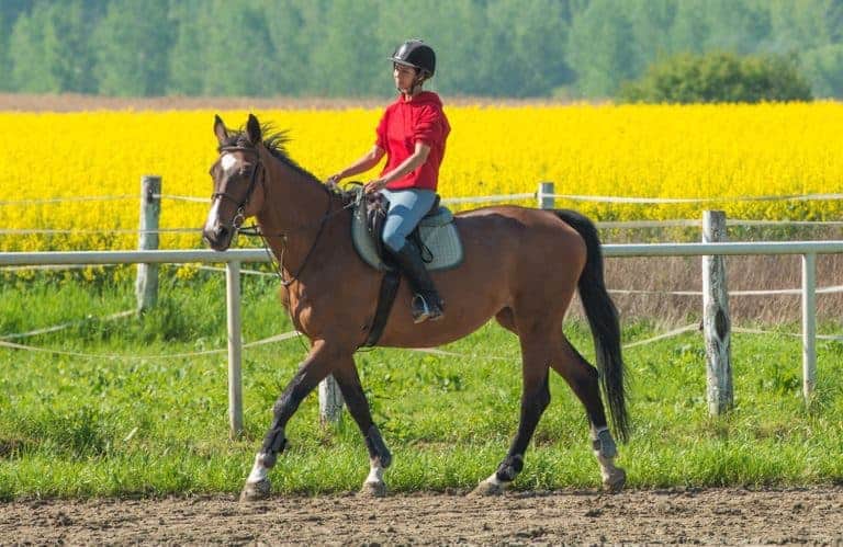 Tips for Returning Horses to Work After Soft-Tissue Injury