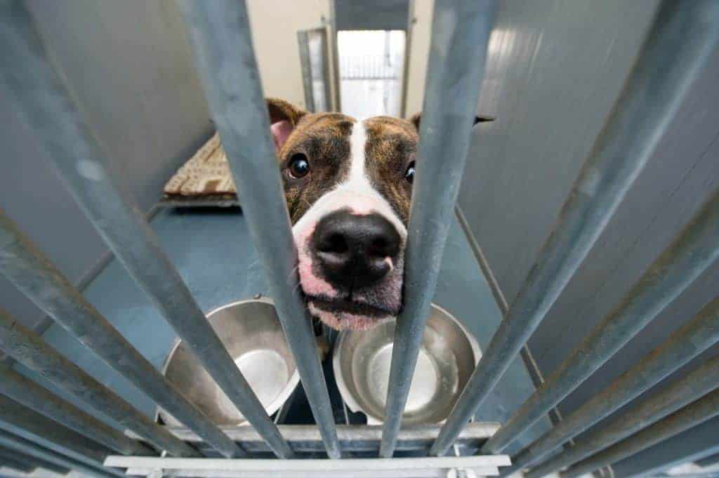 UK Animal Shelter Study First in More Than 20 Years