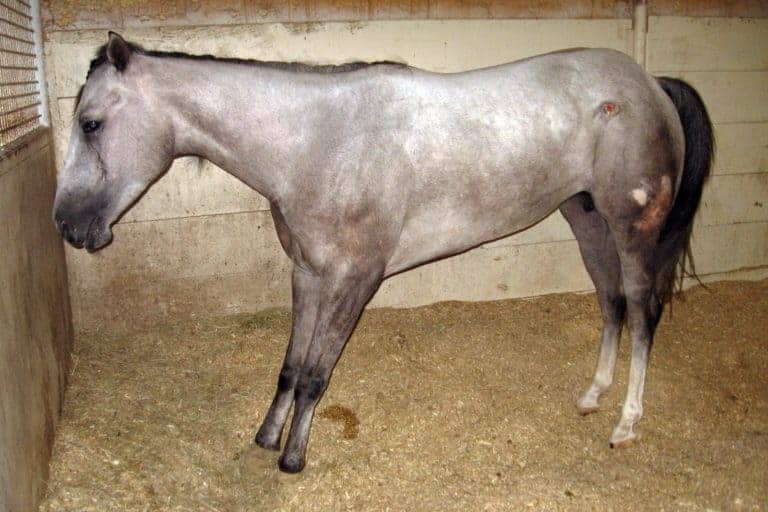 how to manage laminitis; Electronic Records Could Help Solve the Laminitis Mystery