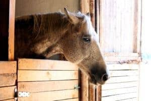 Depressed Horse in Stall