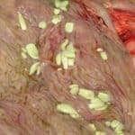 Saliva-Based Tapeworm Test Available to U.S. Horse Owners