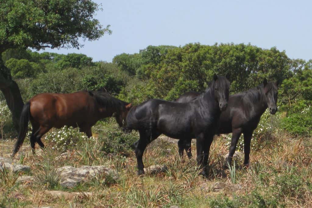 Evolution of Italy's Horse Breeds Studied