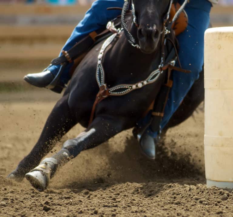 Mare Gestation Calculator The Horse