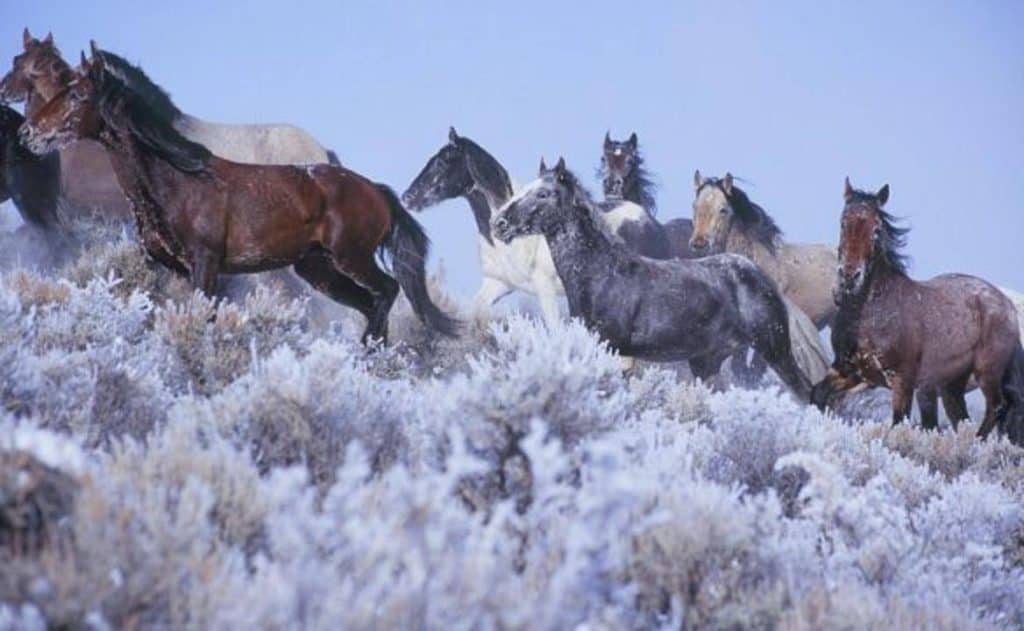 Winter in Wyoming