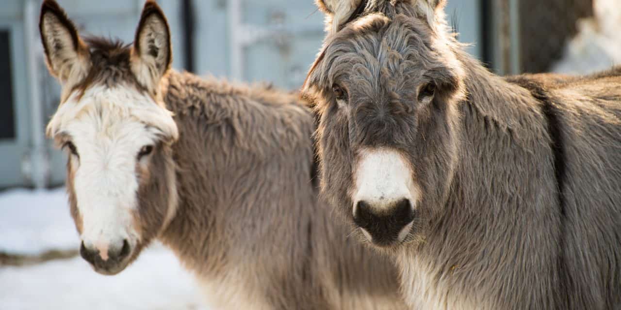 Food Enrichment Activities for Donkeys