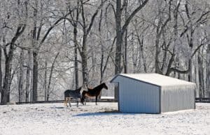 Winter Management for the Outdoor Horse