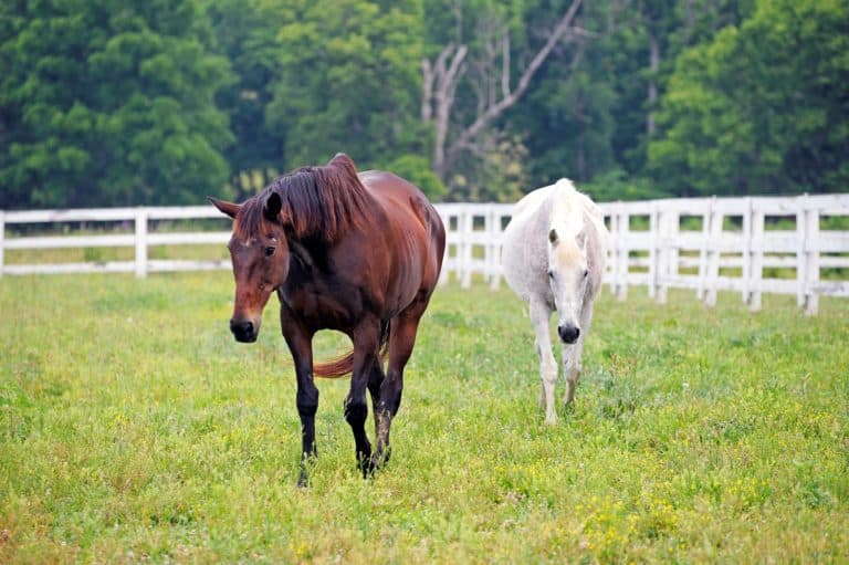 When is an Older Horse Ready for Senior Feed?