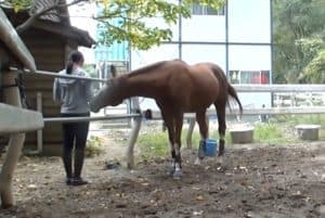Study: Horses Ask Humans for Help With Unsolvable Tasks