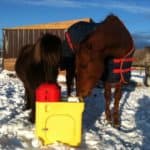 Winter Water Access for Horses