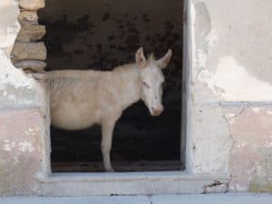 Genetic Mutation Behind Albino Donkeys Pinpointed