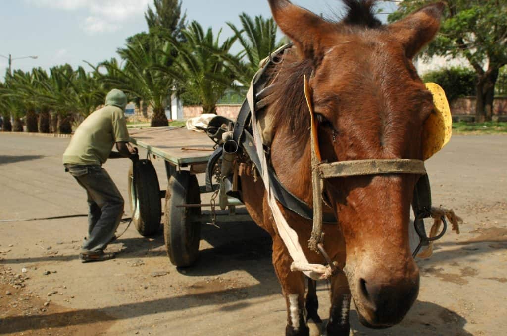 Working Equid in Ethiopia