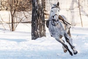 Scientists Study Body Lean in Sound Horses