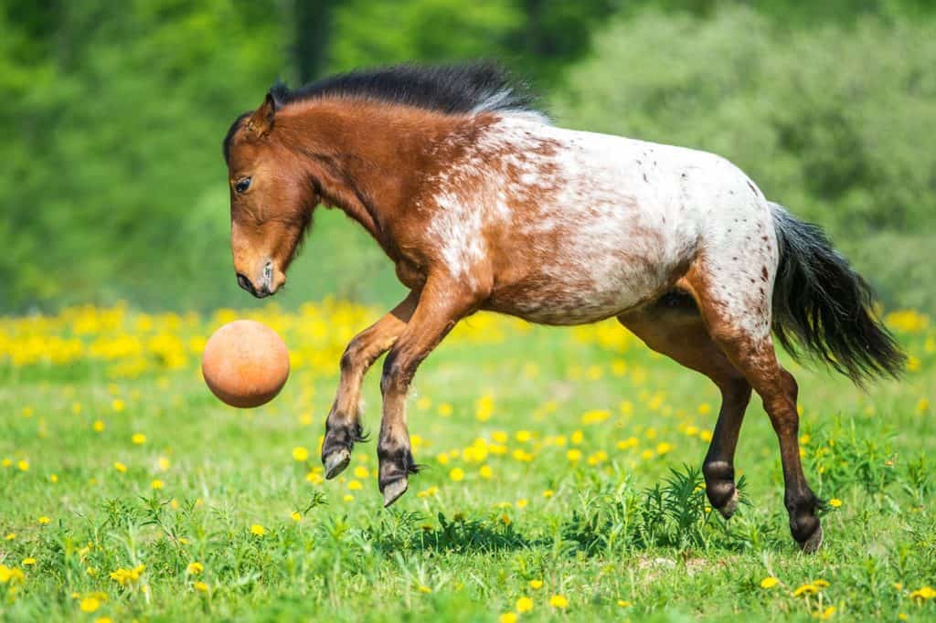 Poll Recap: Enriching Your Horse's Environment